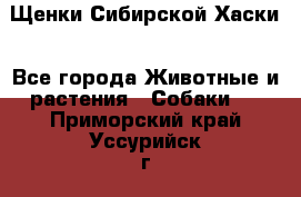 Щенки Сибирской Хаски - Все города Животные и растения » Собаки   . Приморский край,Уссурийск г.